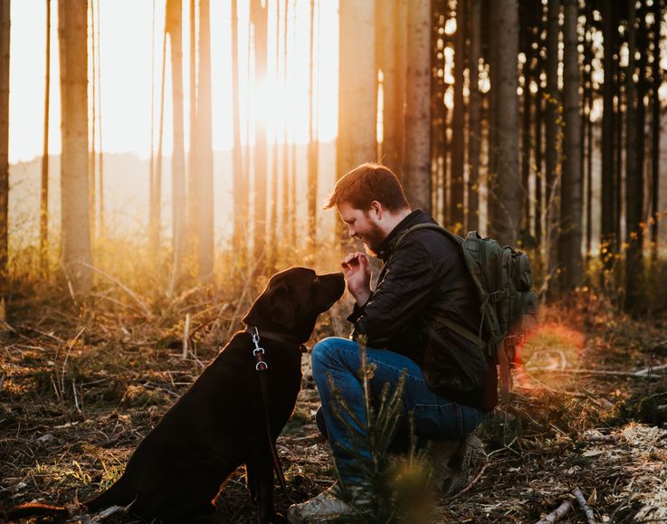 En man och en hund i skogen. Solen färgar allt gyllene. Bilden andas hälsa.